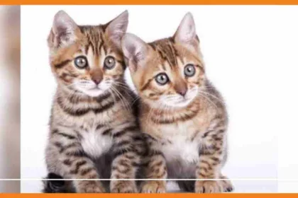 deux adolescents reconnus coupables d'avoir tué deux chatons et d'avoir posté des images en direct sur snapchat