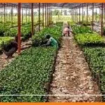 les associations écologistes d'haïti tirent la sonnette d'alarme pour le centre de germplasme de lévy