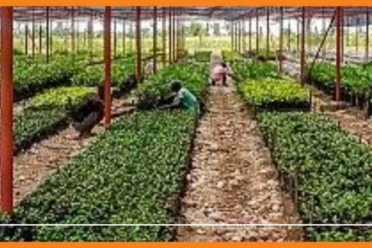 les associations écologistes d'haïti tirent la sonnette d'alarme pour le centre de germplasme de lévy